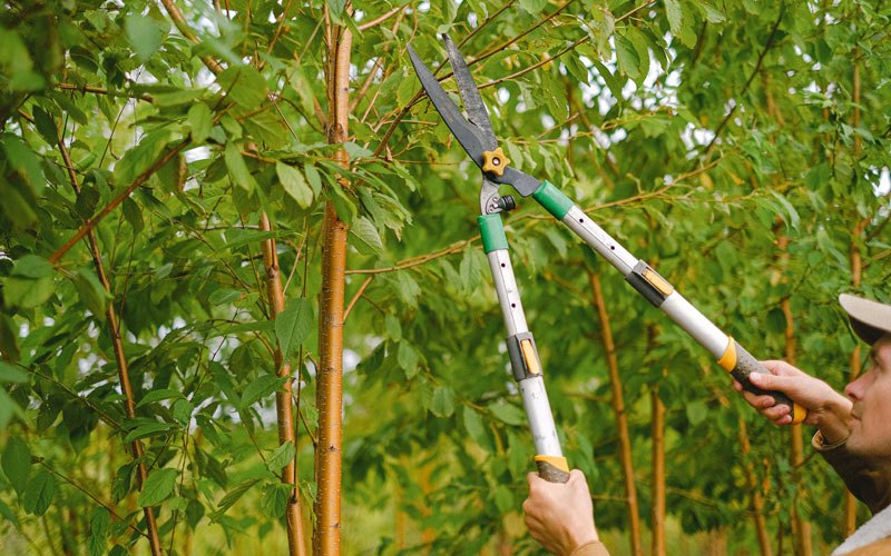 Tree trimming in Savanna, OK